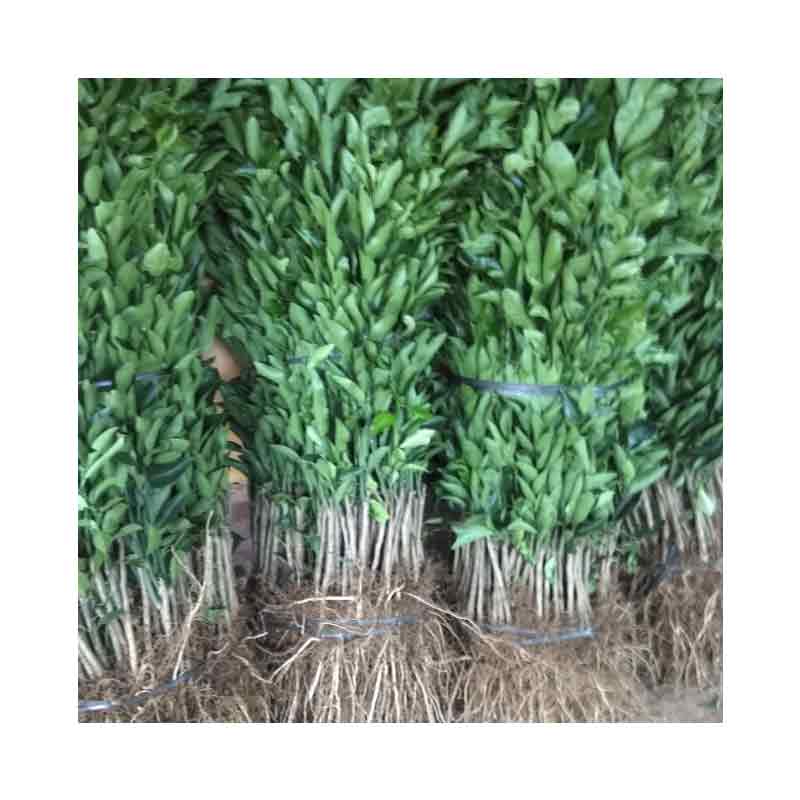 Bibit Jeruk Santang Madu Unggul