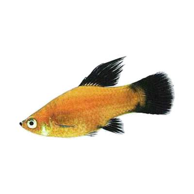 Ikan Hias Air Tawar Black Tail Platy M