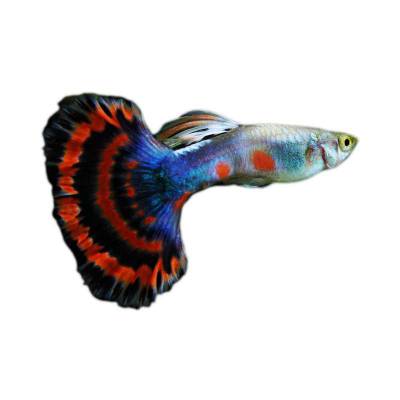 Ikan Hias Air Tawar Guppy Halfmoon