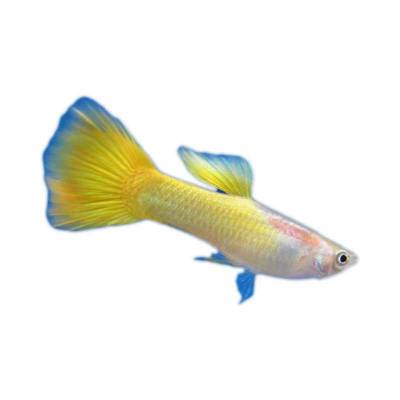 Ikan Hias Air Tawar Guppy Lemon