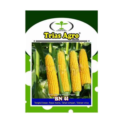 Benih Jagung Manis BN 44 SM