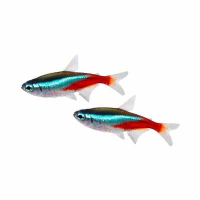 Ikan Hias Air Tawar Neon Tetra