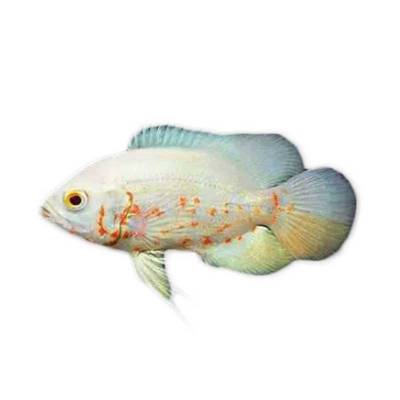 Ikan Hias Air Tawar Albino Oscar 1