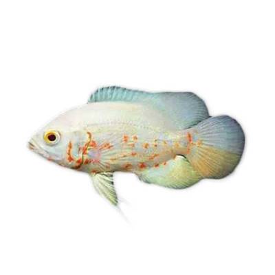 Ikan Hias Air Tawar Albino Oscar 1,5
