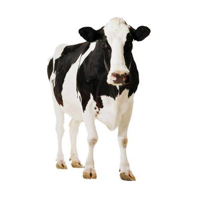 Pedet Sapi Frisian Holfstein Lokal