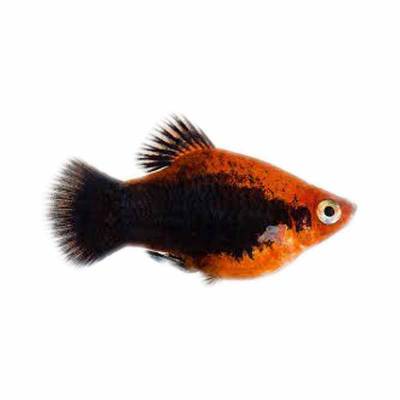 Ikan Hias Air Tawar Platy Tuxedo Red