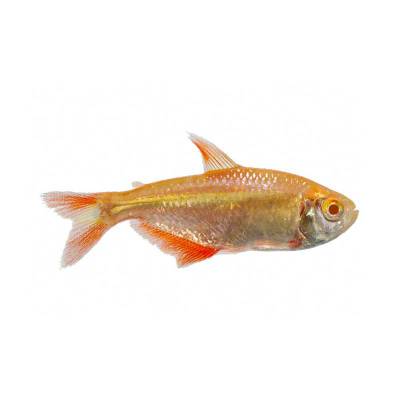 Ikan Hias Air Tawar Albino Tetra