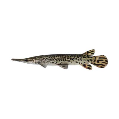 Ikan Predator Aligator Spatulla