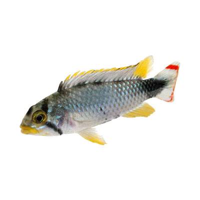 Ikan Hias Air Tawar Apistogramma Pandurini 1.25