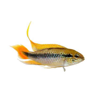 Ikan Hias Air Tawar Apistogramma Agassizii 1