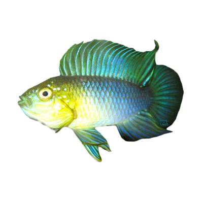 Ikan Hias Air Tawar Apistogramma Borelli 1