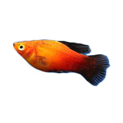 Ikan Hias Air Tawar Assorted Platy SM