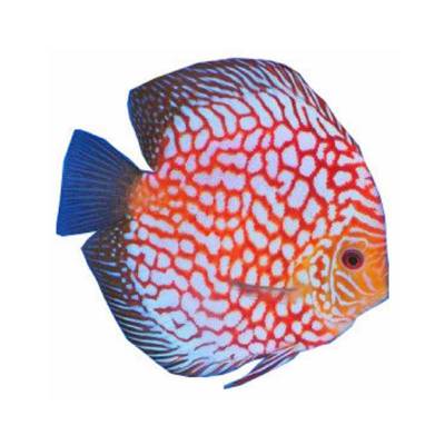 Ikah Hias Air Tawar Assorted Discus 