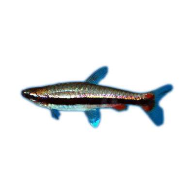 Ikan Hias Air Tawar Beckford Pencil Fish L