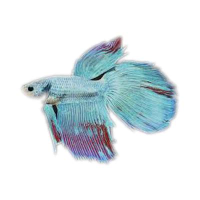 Ikan Cupang Longfin (Jantan)