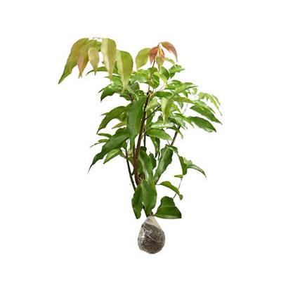 Bibit Plum Australia Inagro (M)