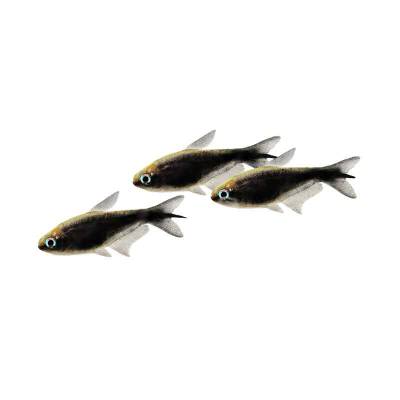 Ikan Hias Air Tawar Black Emperror Tetra M