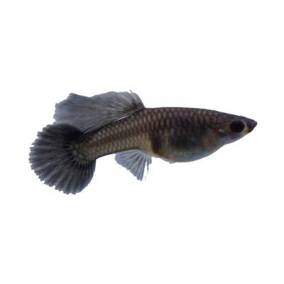 Black Guppy (Female)