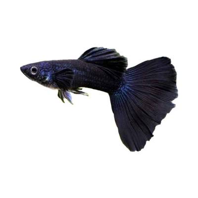 Ikan Hias Air Tawar Black Guppy Jantan