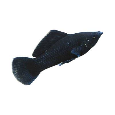 Ikan Hias Air Tawar Black Molly