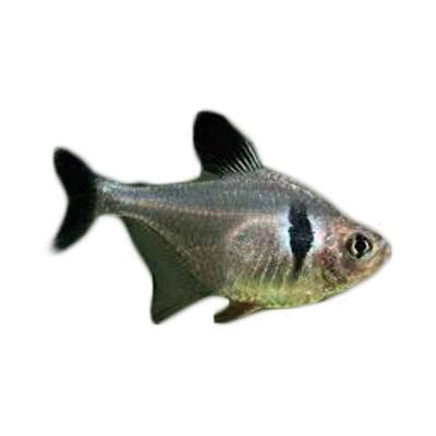 Ikan Hias Air Tawar Black Phantom Tetra SM