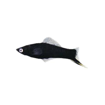 Ikan Hias Air Tawar Black Swordtail Platy
