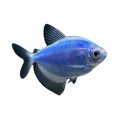 Ikan Hias Air Tawar Blue Diamond Tetra SM