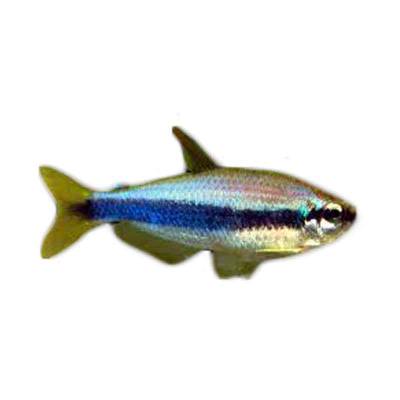 Ikan Hias Air Tawar Blue Emperor Tetra M