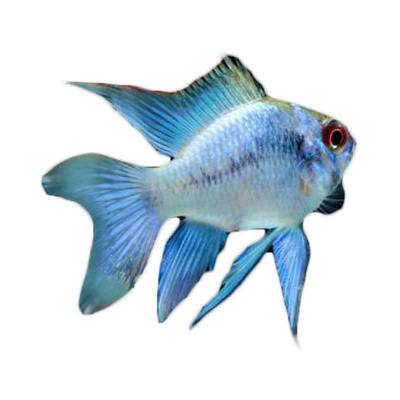 Ikan Hias Air Tawar Blue Ramirezy M