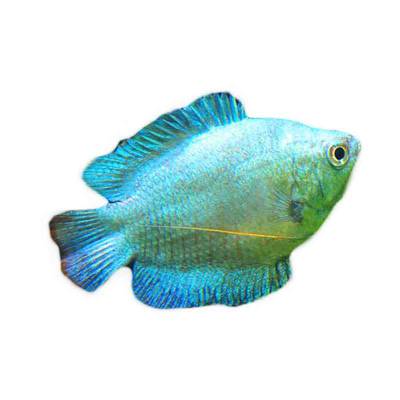 Ikan Hias Air Tawar Blue Strain Gourami 