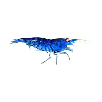 Udang Hias Aquasqape Blue striped