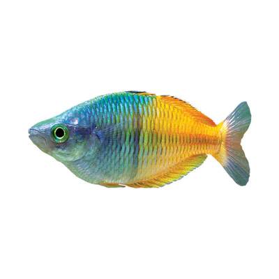 Ikan Hias Air Tawar Bosemani Rainbow 1,75