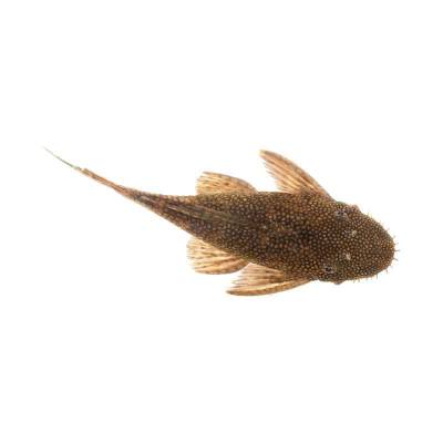 Ikan Hias Air Tawar Brown Plecostomus 