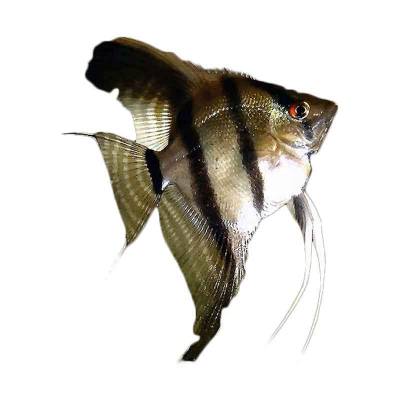 Ikan Hias Air Tawr B/W Angelfish SM