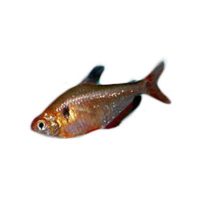 Ikan Hias Air Tawar Calistus Tetra M 