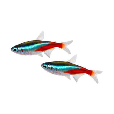 Ikan Hias Air Tawar Cardinal Tetra S