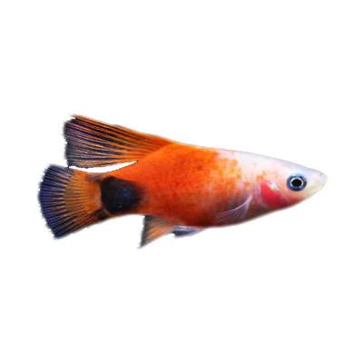 Ikan Hias Air Tawar Carolina Platy Longfin 