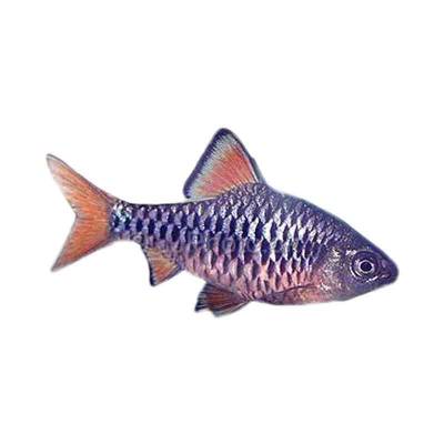 Ikan Hias Air Tawar Checkerboard Barb ML