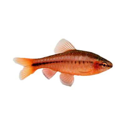 Ikan Hias Air Tawar Cherry Barb M