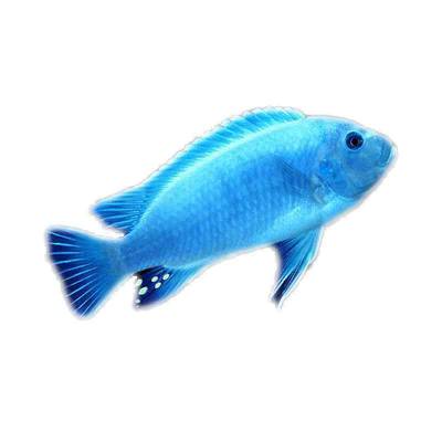 Ikan Hias Air Tawar Cobalt Ice Blue Chiclid