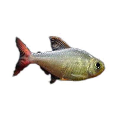 Ikan Hias Air Tawar Colombia Red Fin Tetra ML