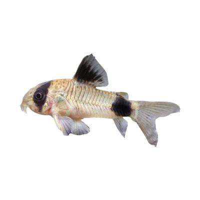 Ikan Hias Air Tawar Corydoras Panda ML