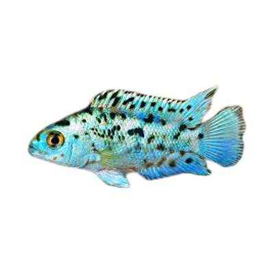 Ikan Hias Air Tawar Electric Blue Jack Dempsey