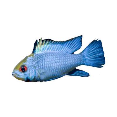 Ikan Hias Air Tawar Electric Blue Ramerezy 1