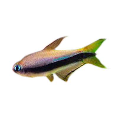 Ikan Hias Air Tawar Emperor Tetra M