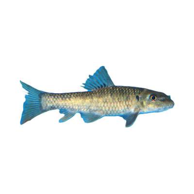 Ikan Terapi Gararufa 4 cm