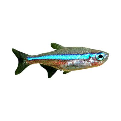 Ikan Hias Air Tawar Green Neon Tetra M