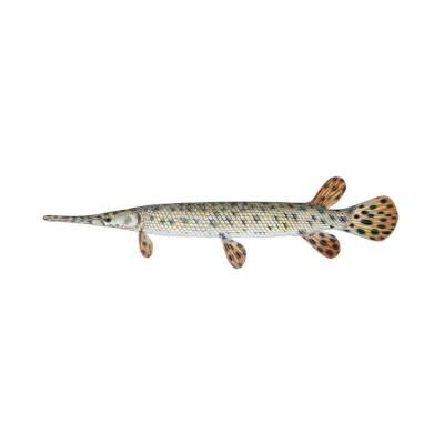 Aligator, Spotted Gar 6