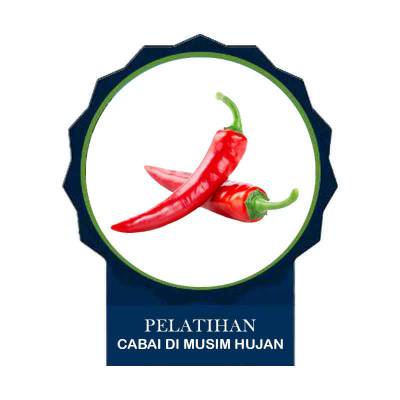 Pelatihan dan Budidaya Cabai Di Musim Hujan