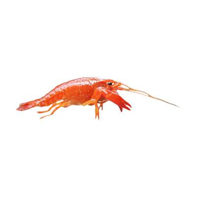 Lobster Hias Air Tawar Red Malboro Lobster